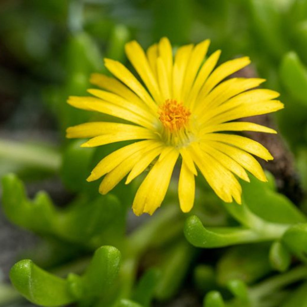 Yellow Red flower seeds