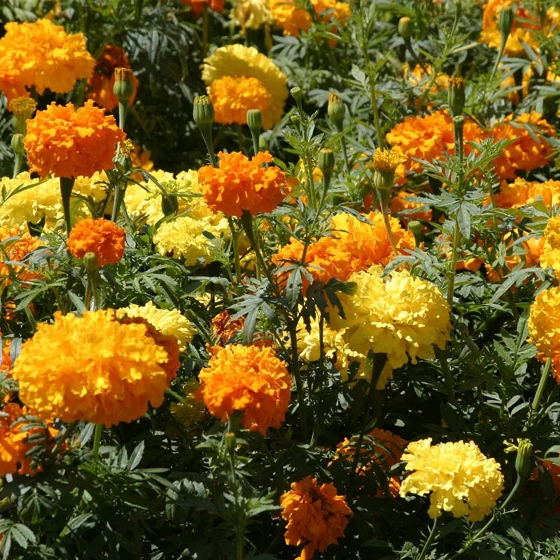 African Mix Marigold plant