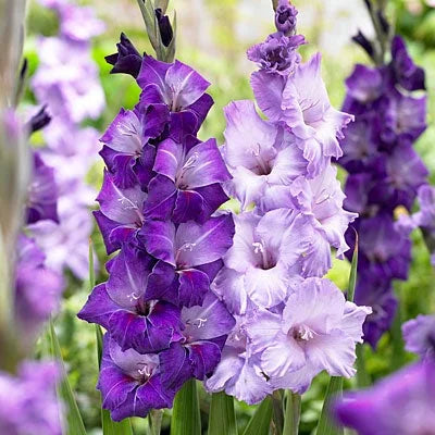 Light Violet flower seeds