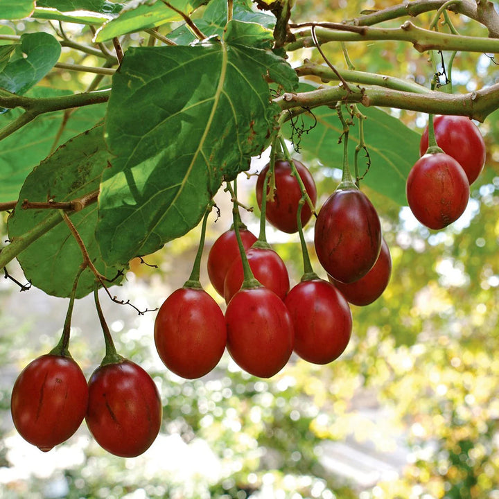 Tamarillo fruit seeds for planting and tree tomato garden plant