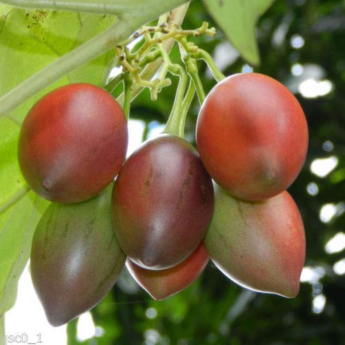 Tamarillo tree tomato fruit seeds for planting – Cyphomandra betacea garden seeds