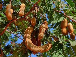 Tamarind Tamarindus indica Fruit Seeds for Planting – Heirloom Non-GMO Garden Seeds