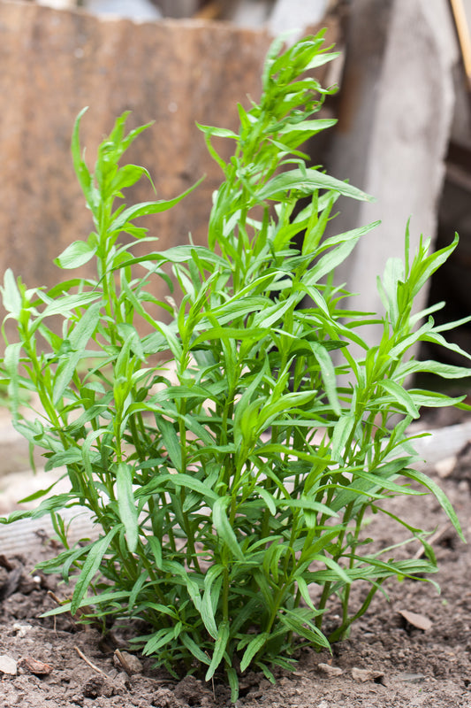 Tarragon Herb Seeds for Planting – Heirloom Non-GMO Garden Seeds
