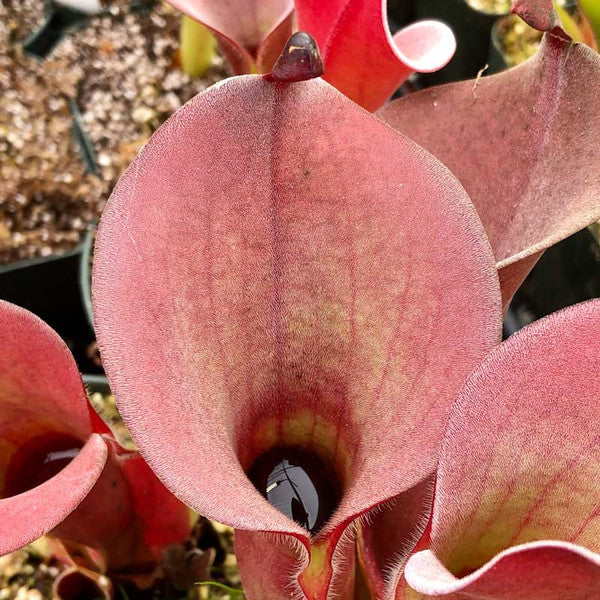 Red Heliamphora flower seeds