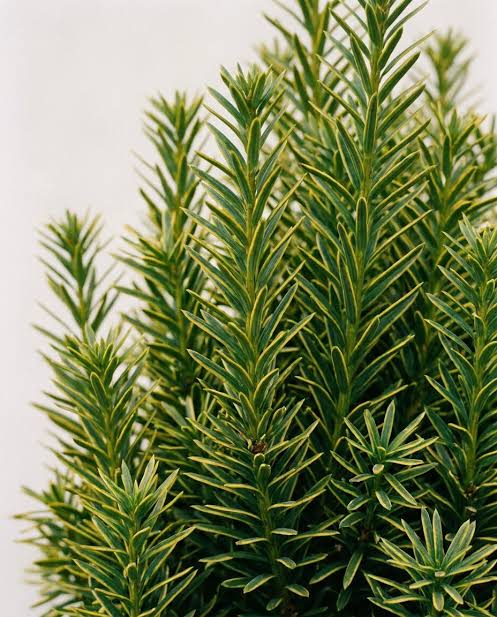 Golden Irish Yew tree seeds for planting with evergreen foliage
