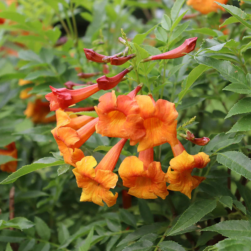 Orange Bells flower seeds
