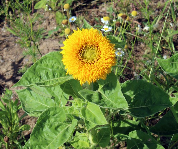 Teddy Bear flower seeds