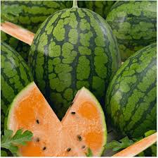 Tendersweet Orange Watermelon Growing on Garden Vines