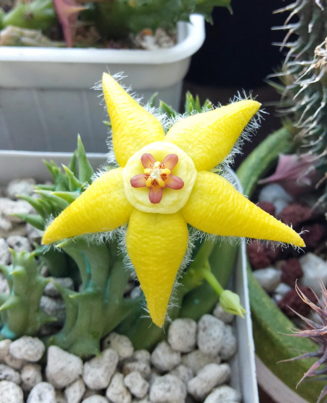 Orbea Lutea flower seeds