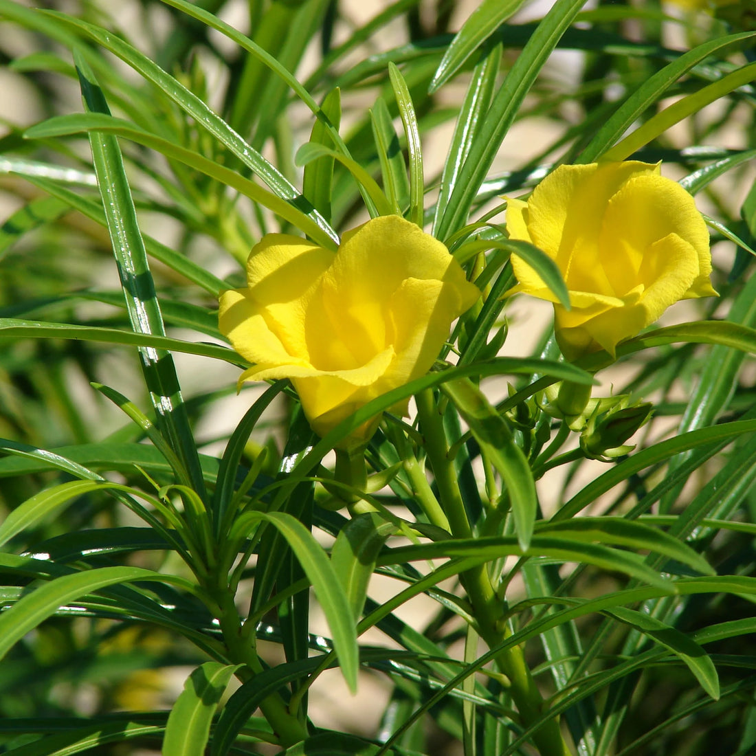 Thevetia Peruviana flower seeds