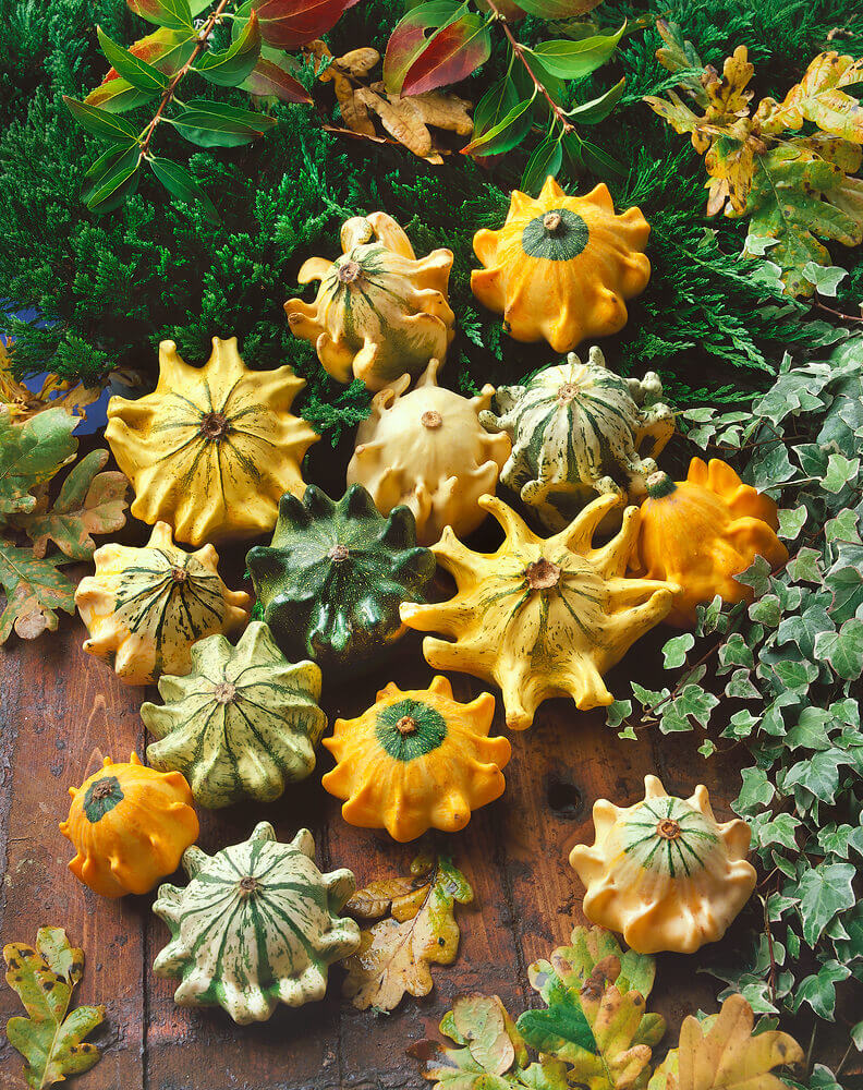 Thorn Gourd Seeds for Planting – Heirloom Non-GMO Garden Seeds