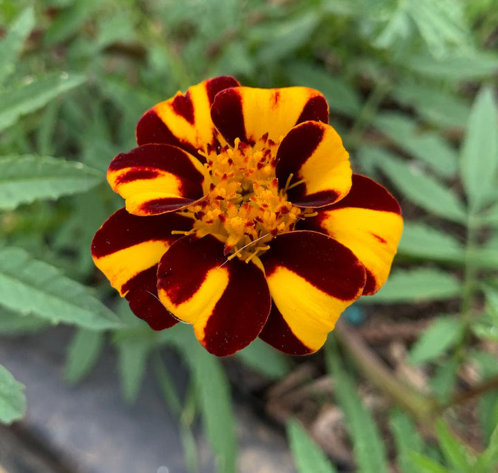 Marigold Jester flower seeds