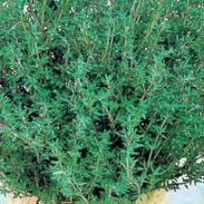 Spiked Thyme Herb Plant