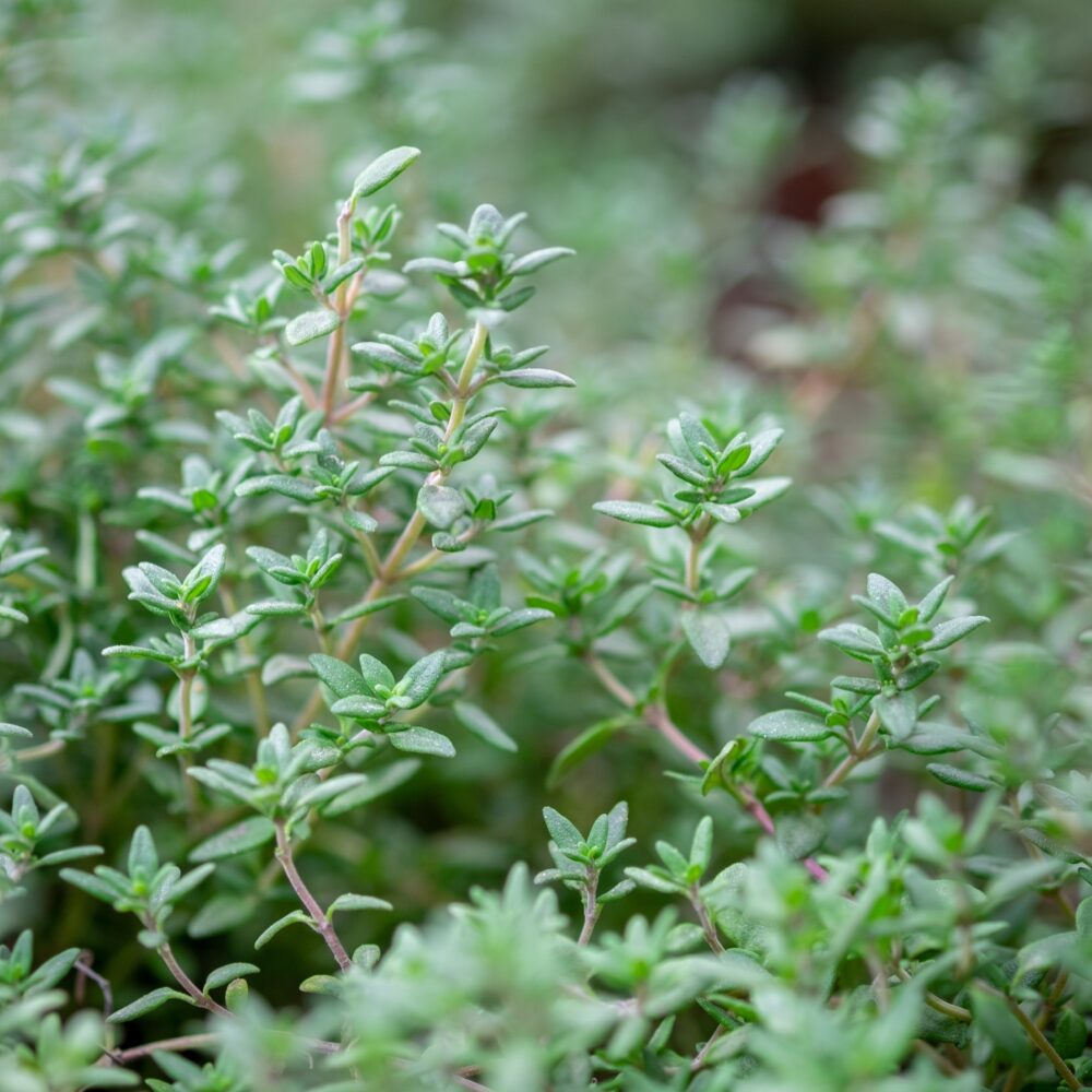 Orange Thyme Herb Seeds for Planting – Heirloom Non-GMO Garden Seeds