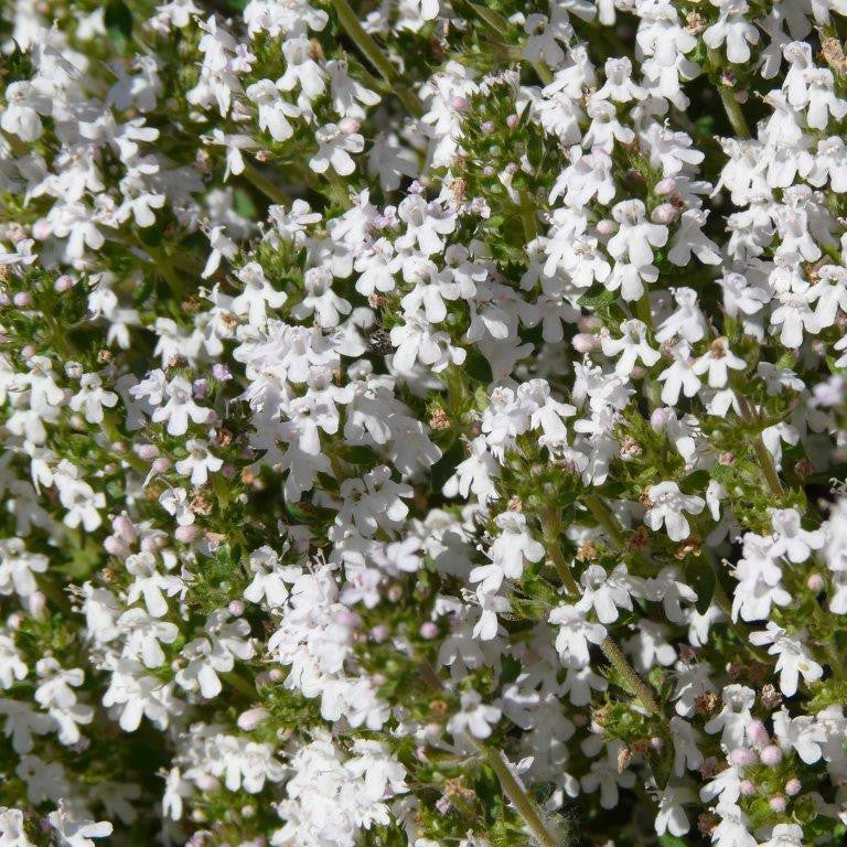 Thymus Fragrantissimus flower seeds