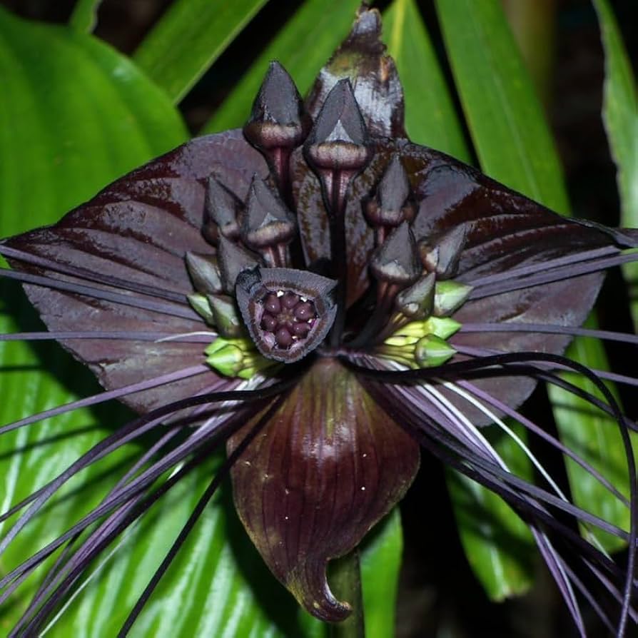 Tiger Orchid flower seeds