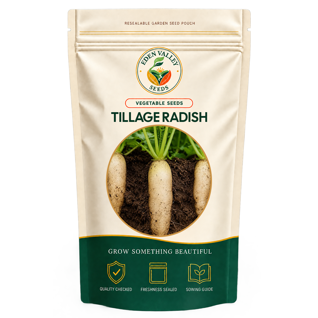 Tillage Radish Seeds for Planting with vigorous green leafy growth
