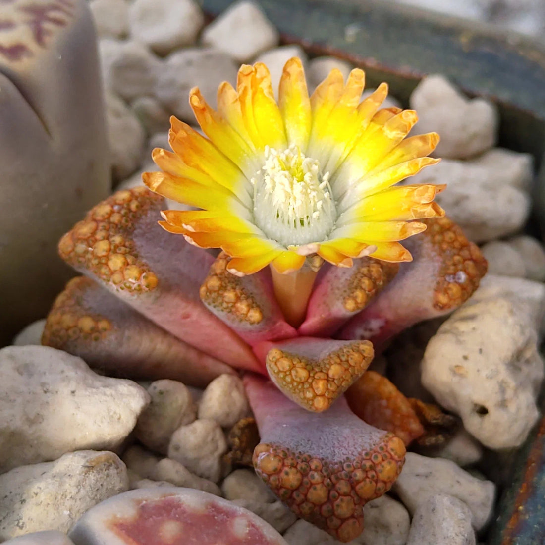 Sea Green flower seeds