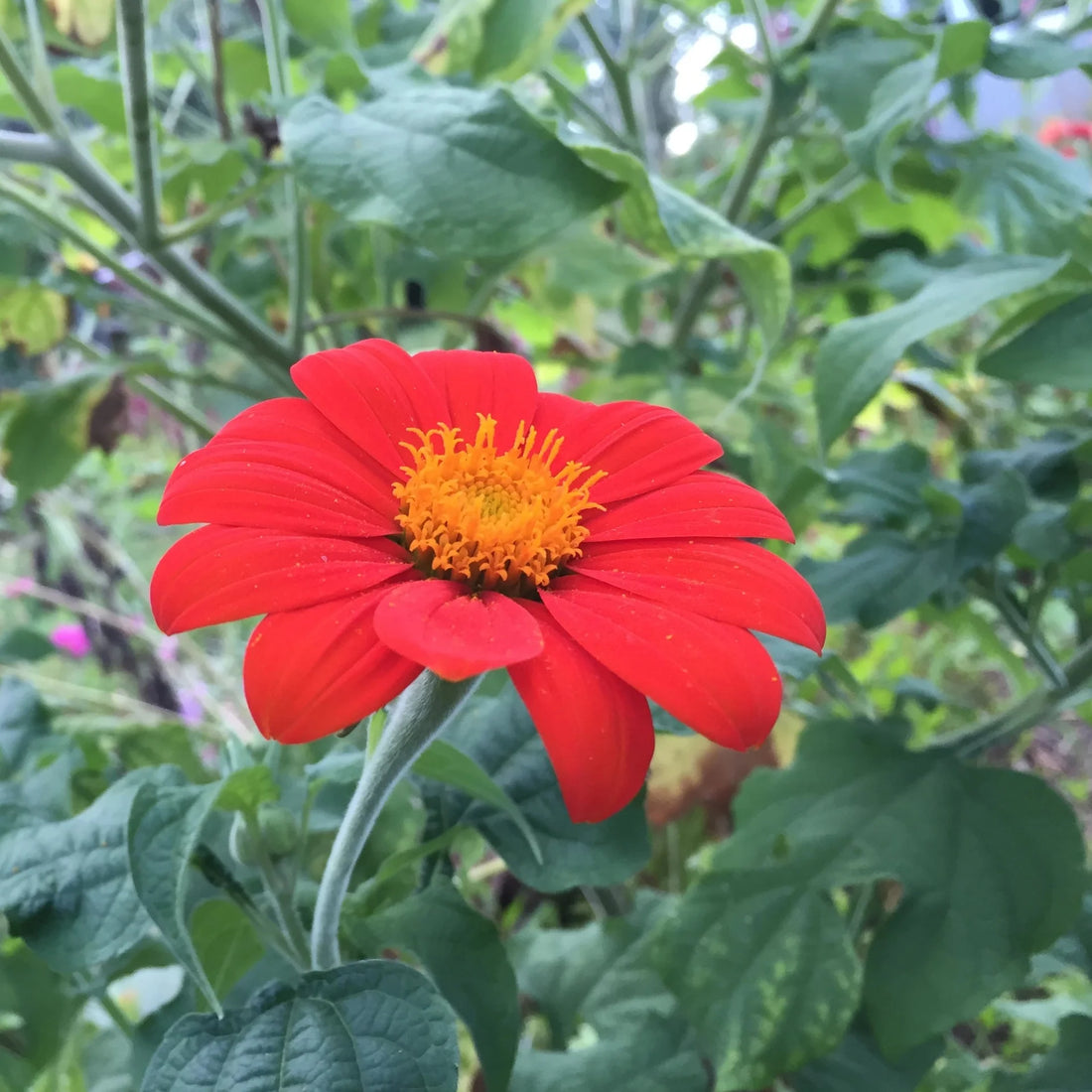 Red Mexican flower seeds