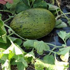 Green Toadskin Melon Fruit Seeds for Planting – Heirloom Non-GMO Garden Seeds