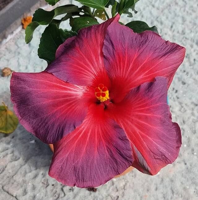 Ash Red Hibiscus plant