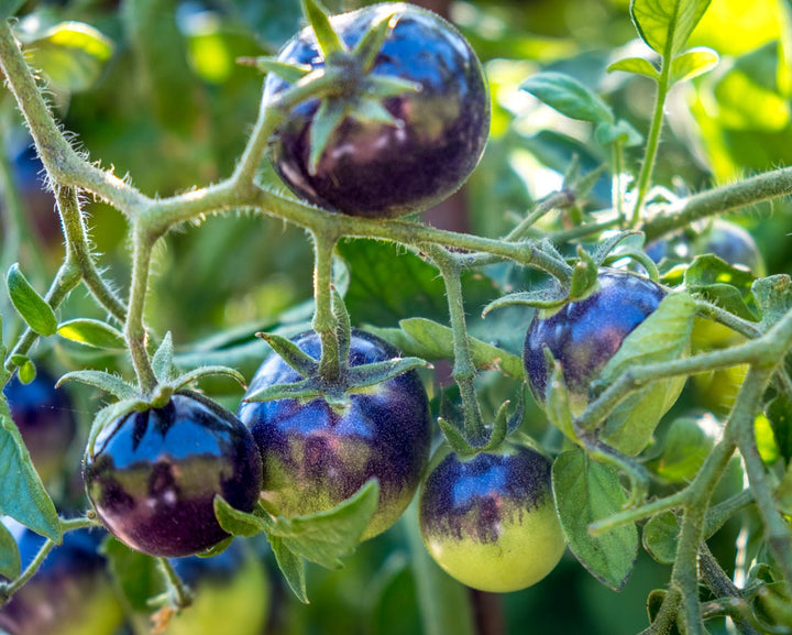 Green Purple Tomato Seeds