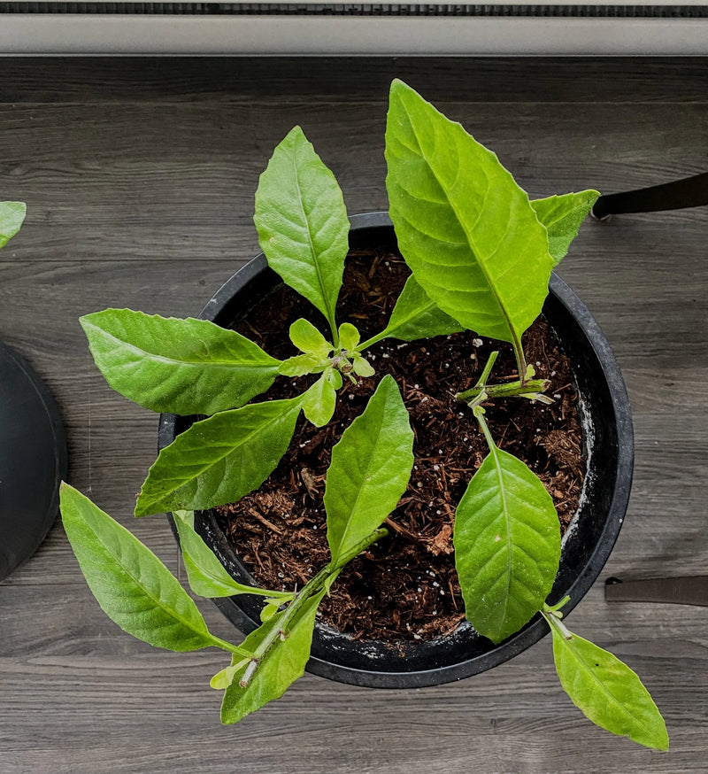 Ashitaba Seeds for Planting – Heirloom Non-GMO Garden Seeds