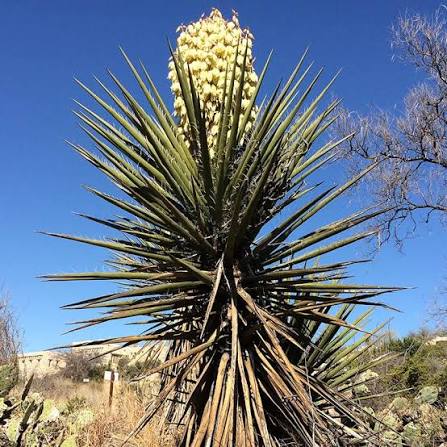 Torrey's Yucca Desert Plant