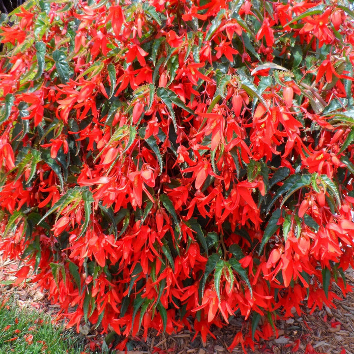 Begonia Flowers Cascading Over Garden Planter