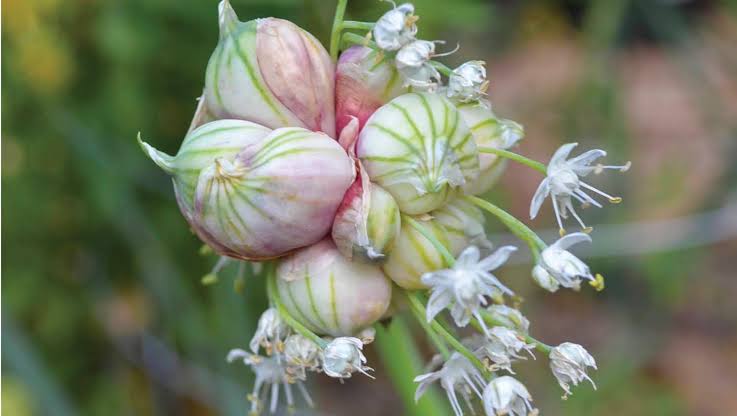 Egyptian walking onion plants with tall green leaves and clusters of small top-set bulbils growing in a vegetable garden.