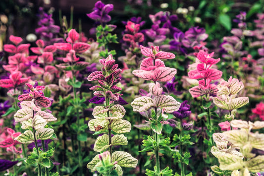 Tricolor Clary flower seeds