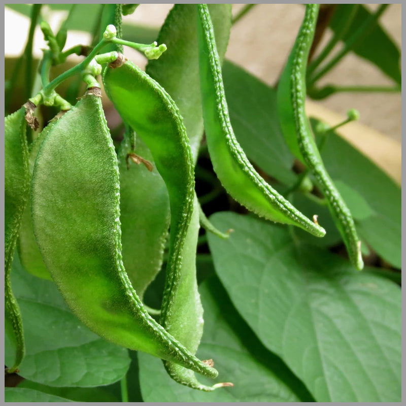 Broad Tripoli Bean Seeds for Planting – Heirloom Non-GMO Garden Seeds