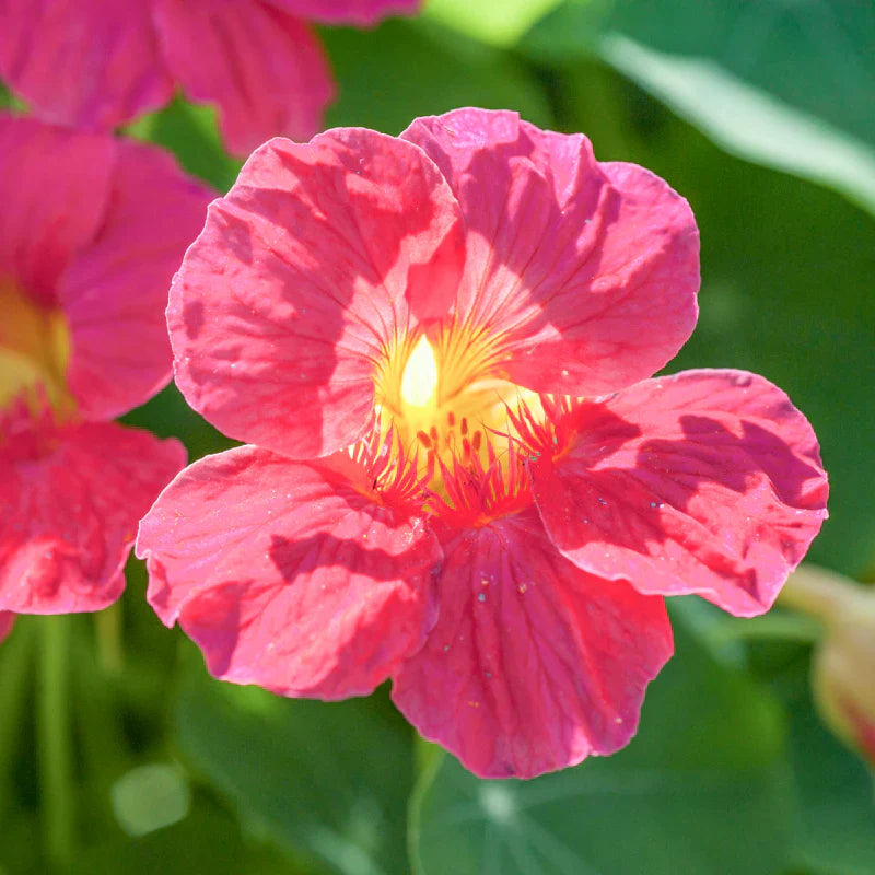 Dark Pink flower seeds