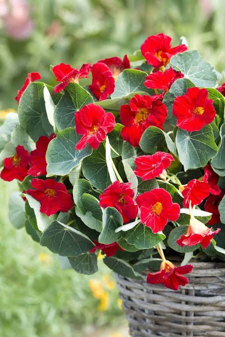 Dark Red Tropaeolum Nasturtium flowers blooming among rounded green leaves in a garden