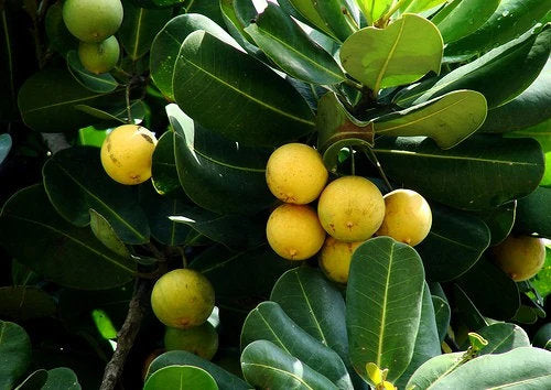 Balatá fruit seeds for planting, featuring the seeds of a tropical evergreen tree known as Manilkara bidentata.