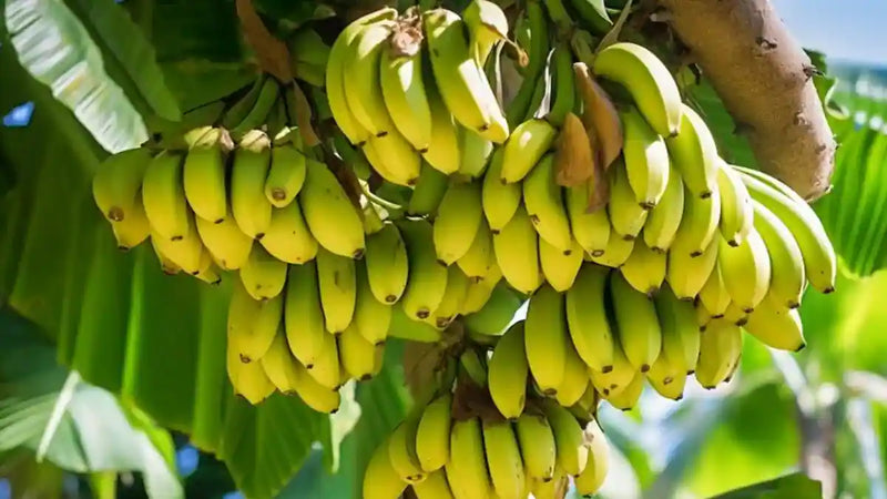 Tropical Banana Fruit Seeds for Planting – Heirloom Non-GMO Garden Seeds