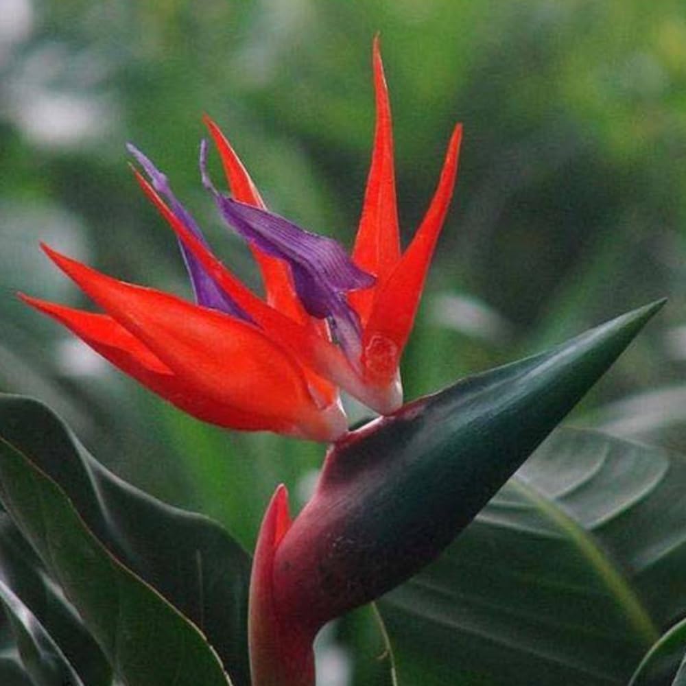 Violet Red flower seeds