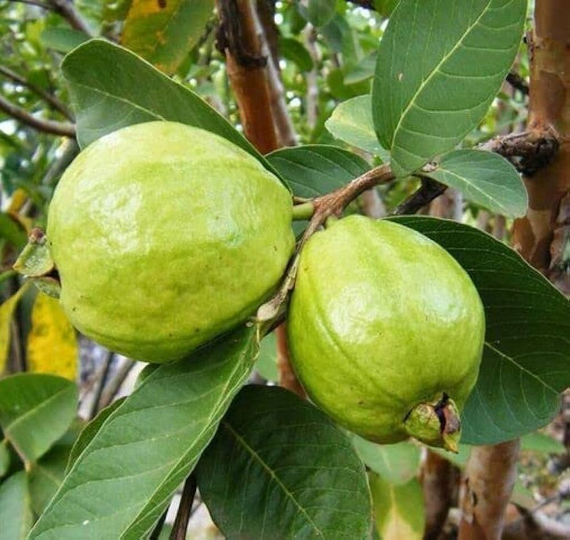 Graines de goyavier Psidium guajava pour la plantation – Graines de jardin ancestrales sans OGM