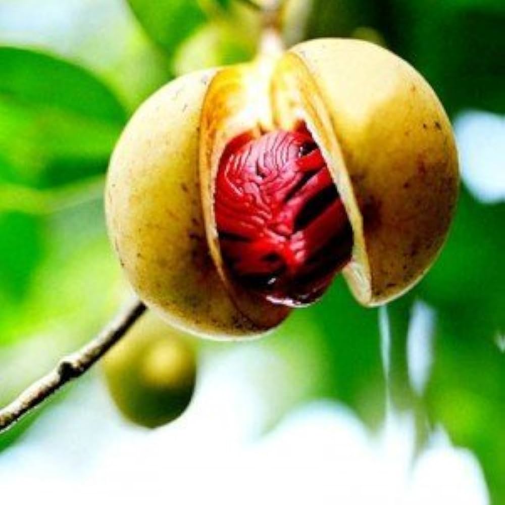 nutmeg tree seeds