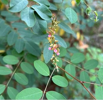 Indigo Herb Seeds for planting with true indigo foliage and pink-purple flowers