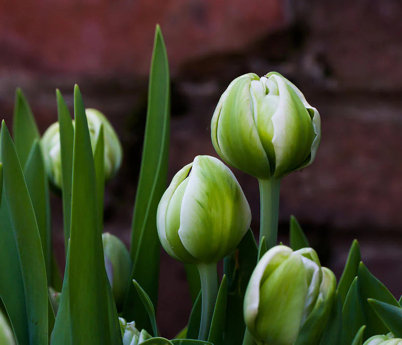 Green and White Tulip Flower Seeds for Planting – Heirloom Non-GMO Garden Seeds