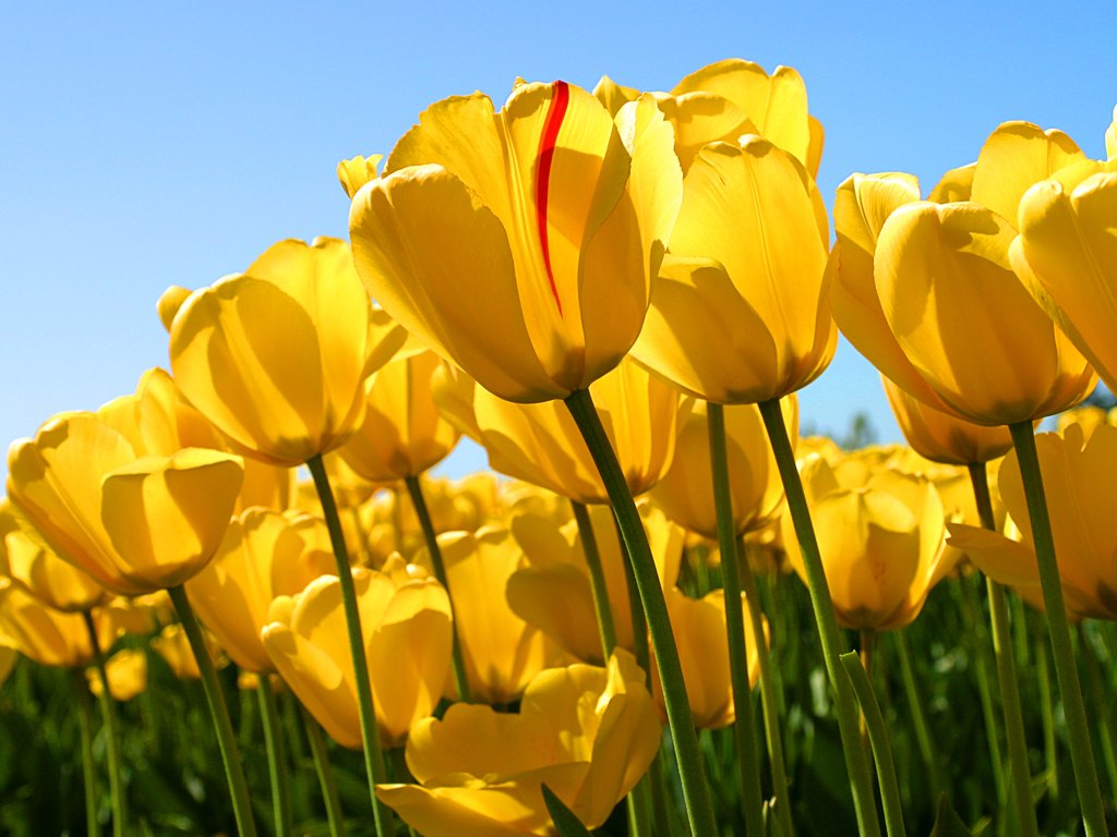 Yellow Tulip flower seeds