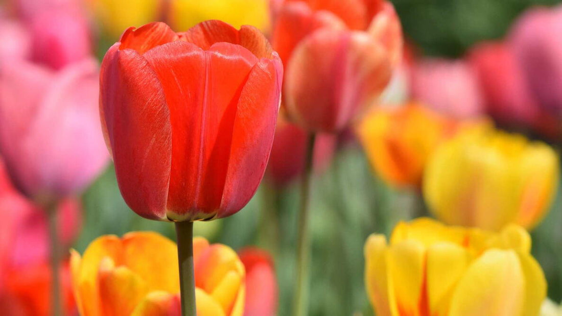 Yellow Pink flower seeds