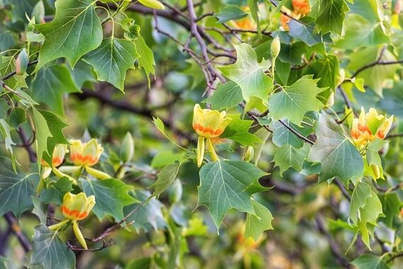 Tulpenbaum flowering tree with tulip-shaped green and orange flowers
