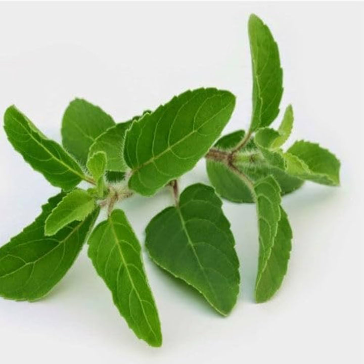 Tulsi Basil Herb Seeds for Planting – Heirloom Non-GMO Garden Seeds