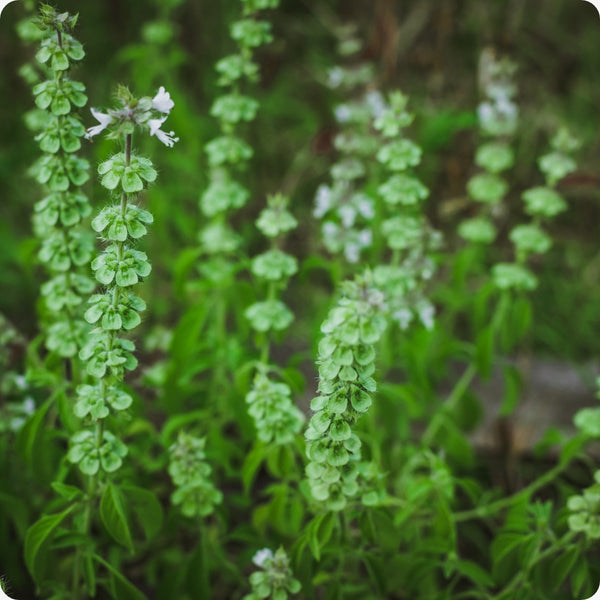 Tulsi Temperate Basil Herb Seeds for Planting – Heirloom Non-GMO Garden Seeds
