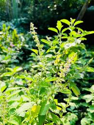 Tulsi Plant Growing in Sunny Garden Container