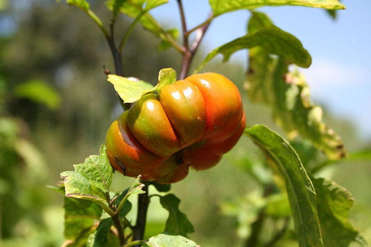 Turkish Orange Eggplant Vegetable Seeds for Planting – Heirloom Non-GMO Garden Seeds