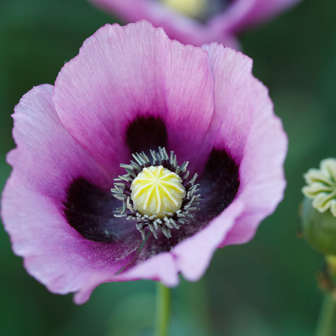 Papaver somniferum Poppy plant