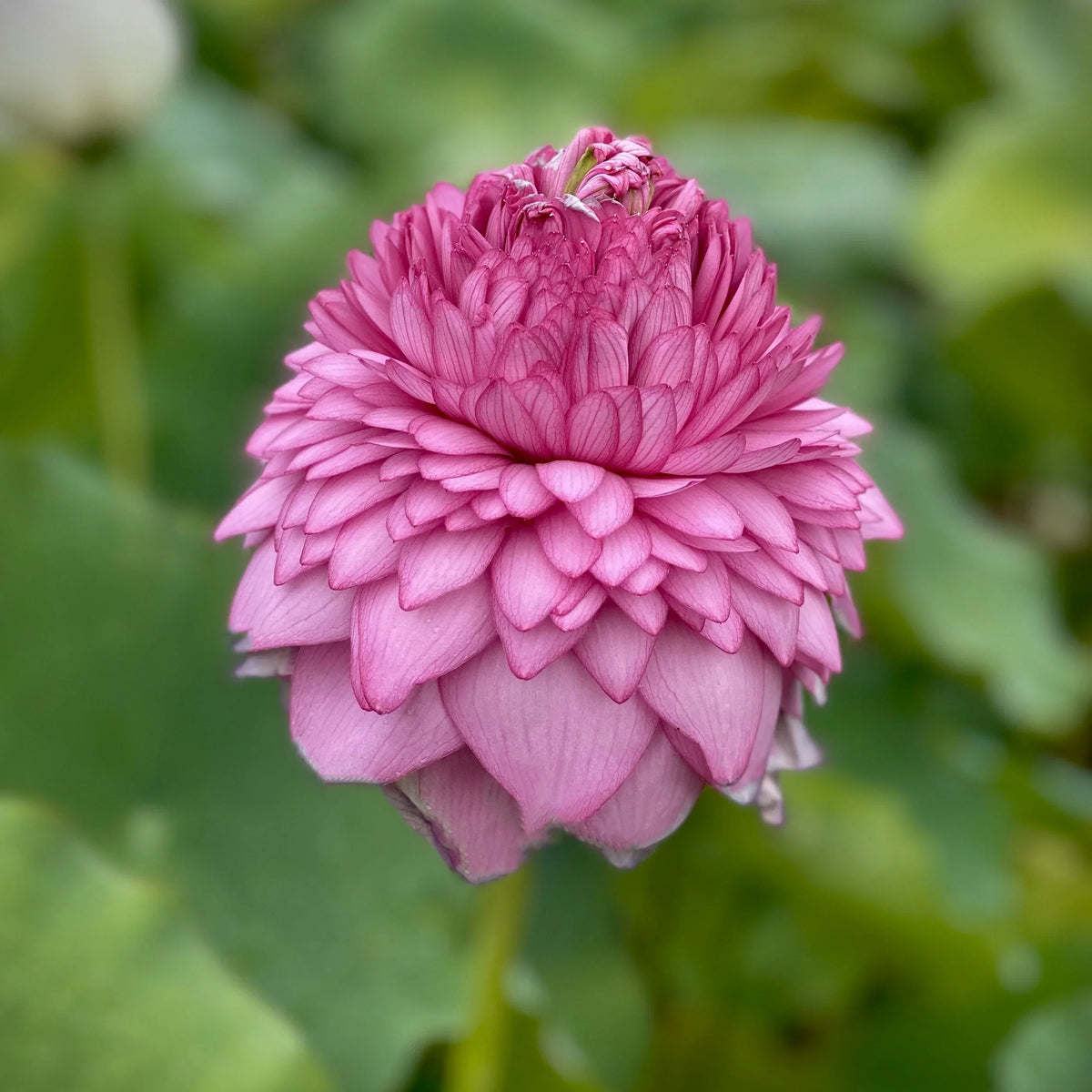 Double Petal Lotus plant